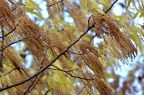 麻栎 Quercus acutissima