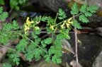 小花黄堇 Corydalis racemosa