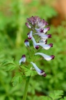 紫堇科 Fumariaceae