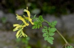 珠果黄堇 Corydalis speciosa