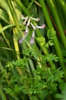 夏天无 / 伏生紫堇 Corydalis decumbens