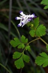 刻叶紫堇 Corydalis incisa