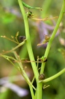 珠芽地锦苗 Corydalis sheareri form. bulbillifera