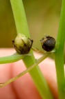 珠芽地锦苗 Corydalis sheareri form. bulbillifera