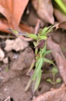 条叶龙胆 Gentiana manshurica