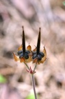 野老鹳草 Geranium carolinianum