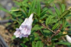 吊石苣苔 Lysionotus pauciflorus