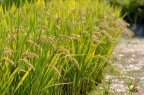 水稻 Oryza sativa
