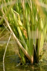 菰(gū) / 茭白 Zizania latifolia