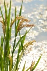 水稻 Oryza sativa