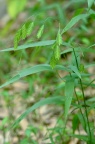 小盼草 / 宽叶裂冠花 Chasmanthium latifolium