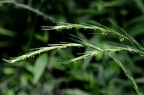 鹅观草 Roegneria tsukushiensis