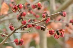 波斯铁木 / 波斯银缕梅 Parrotia persica