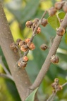 水丝梨 Sycopsis sinensis