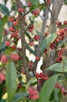水丝梨 Sycopsis sinensis
