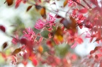 红花檵木 Loropetalum chinense var. rubrum
