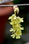 蜡瓣花 Corylopsis sinensis