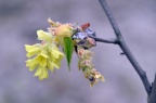 蜡瓣花 Corylopsis sinensis