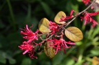 红花檵木 Loropetalum chinense var. rubrum