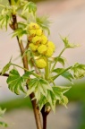 北美枫香 Liquidambar styraciflua 品种