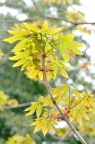 七叶树 Aesculus chinensis 新叶