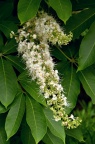 七叶树 Aesculus chinensis 花
