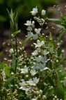 细梗溲疏 Deutzia gracilis 品种