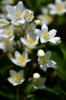 细梗溲疏 Deutzia gracilis 品种