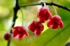 红茴香 Illicium henryi