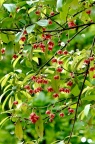 红茴香 Illicium henryi