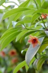 红毒茴 / 披针叶茴香 Illicium lanceolatum