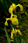 黄菖蒲 Iris pseudacorus