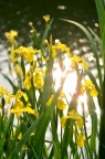 黄菖蒲 Iris pseudacorus