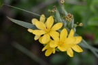 庭菖蒲属，Sisyrinchium palmifolium