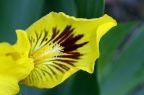 有髯鸢尾品种 Iris barbata