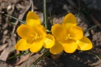 番红花 品种 Crocus 'Golden Yellow'