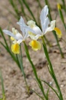 荷兰鸢尾 品种 Iris (x hollandica) 'Apollo'