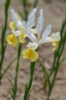 荷兰鸢尾 品种 Iris (x hollandica) 'Apollo'