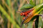 鸢尾科 Iridaceae