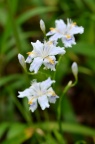 蝴蝶花 / 日本鸢尾 Iris japonica 或是 白蝴蝶花 Iris japonica Thunb. f. pallescens