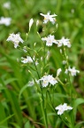 蝴蝶花 / 日本鸢尾 Iris japonica 或是 白蝴蝶花 Iris japonica Thunb. f. pallescens