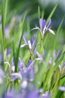 马蔺 / 马兰花 Iris lactea var. chinensis