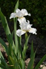 德国鸢尾 Iris germanica 品种