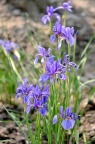 西伯利亚鸢尾 Iris sibirica 品种