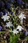蝴蝶花 / 日本鸢尾 Iris japonica