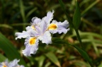 蝴蝶花 / 日本鸢尾 Iris japonica