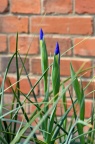 Iris tingitana 或杂交品种 Iris 'Blue Magic' （此类杂交种俗称 荷兰鸢尾）