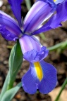 Iris tingitana 或杂交品种 Iris 'Blue Magic' （此类杂交种俗称 荷兰鸢尾）