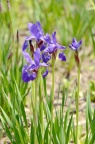 溪荪 Iris sanguinea，或者某 西伯利亚鸢尾 品种