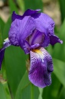 德国鸢尾 Iris germanica 品种，待定